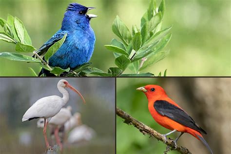 Bird Academy The Cornell Lab Courses Tutorials Videos