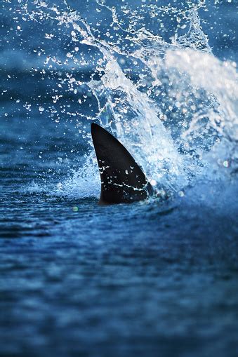 Shark Fin Pictures | Download Free Images on Unsplash