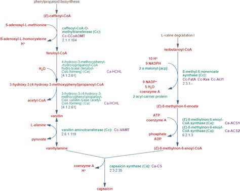 Pathway Of Capsaicin Biosynthesis Image Image Obtained From Metacyc Download Scientific