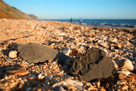 Fossils On Charmouth Beach On The Jurassic Coast Of Dorset