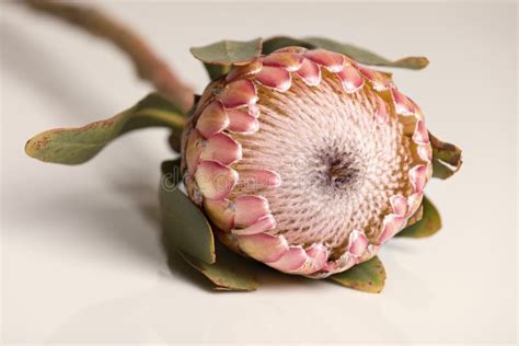 Close Up Of A Protea Flower Isolated On White Background Stock Photo