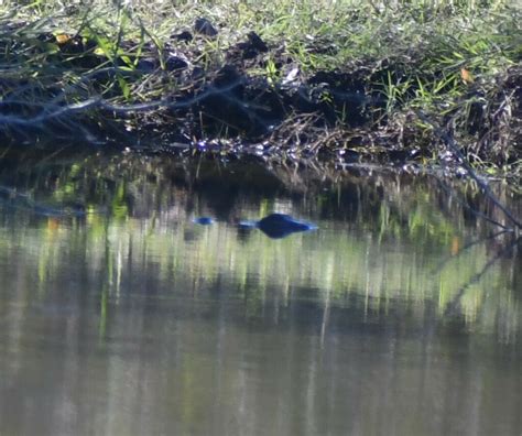 American Alligator From Kleberg County TX USA On December 30 2023 At