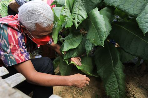 Awali Panen Ganjar Petik 12 Daun Tembakau Di Lereng Sindoro