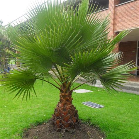 TIPOS DE PALMEIRAS Para Vaso Jardim De Pequeno Porte AQUI