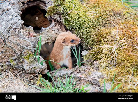 Weasels Hi Res Stock Photography And Images Alamy