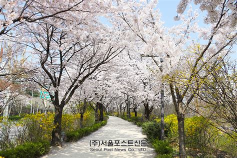 강북구 천변라이프강북페스타 ‘우이천꽂히다 개최 구행정 서울포스트신문