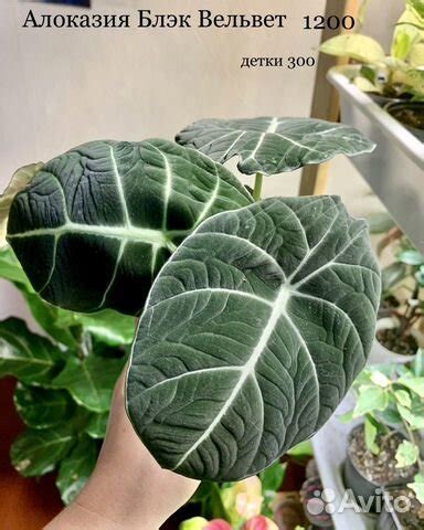 Алоказия фрайдек, небула, блэк, сильвер, скальпрум купить в Санкт ...