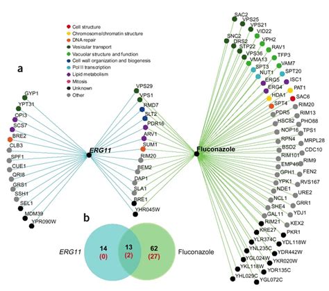 Overlap Between The Chemical Genetic Profile Of Fluconazole And The