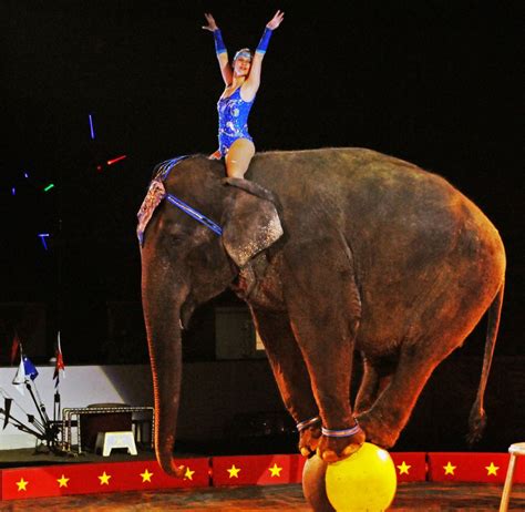 Circus Animal Acts