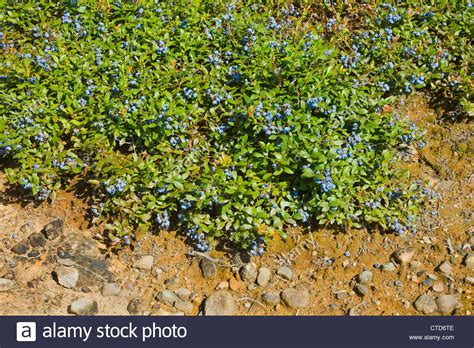 Голубика северная кустарника (78 фото)