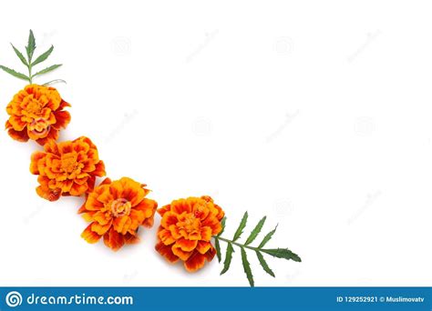 Orange Marigold Flower, Tagetes Erecta, Mexican Marigold, Aztec ...