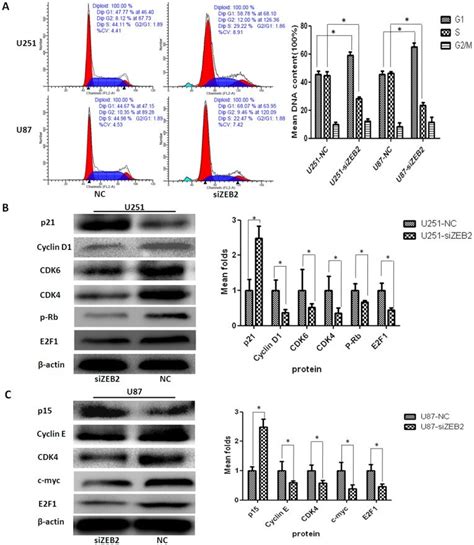 A The Cell Cycle Distribution In Sizeb2 Treated And Nc Groups Of U251