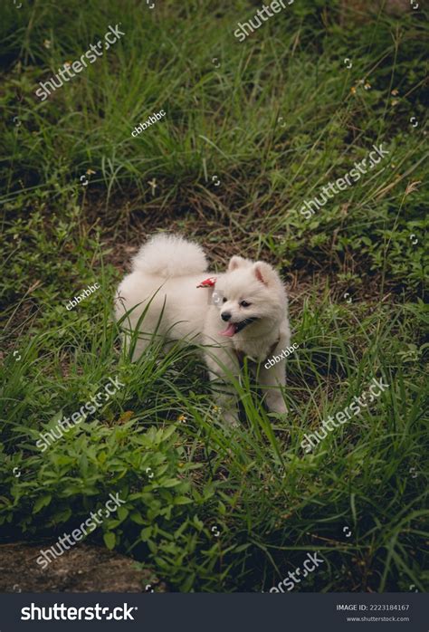 Adorable Fluffy White Pomeranian Puppy Dog Stock Photo 2223184167 | Shutterstock