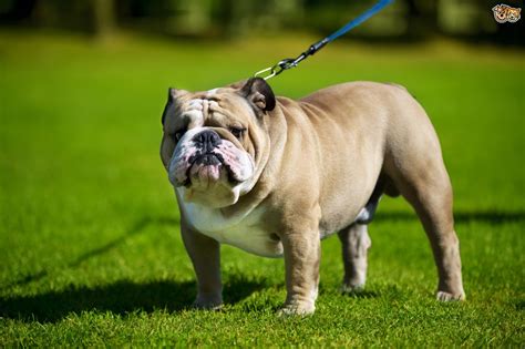 English Bulldog Dog Breed Facts Highlights And Buying Advice Pets4homes