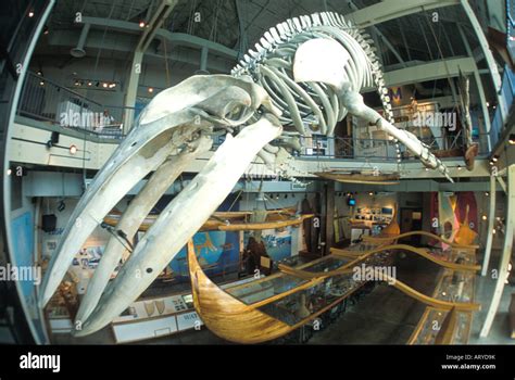 skeleton of a Humpback Whale is one of a variety of historic displays ...