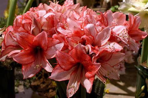 Amaryllis Hd Wallpaper Rare Gallery