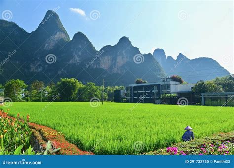 Rice Fields And Karst Mountains Of Mingshi Pastoral In China Stock