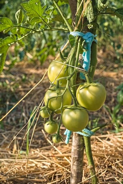 Tomate Plantaci N De Tomates Verdes Crecimiento Org Nico De Plantas