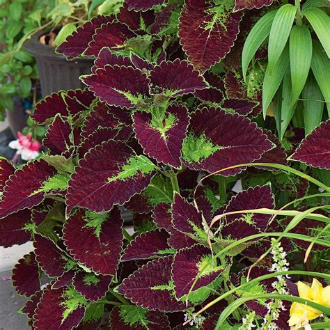 Coleus forskohlii:forskolina AGGIORNATO 2025