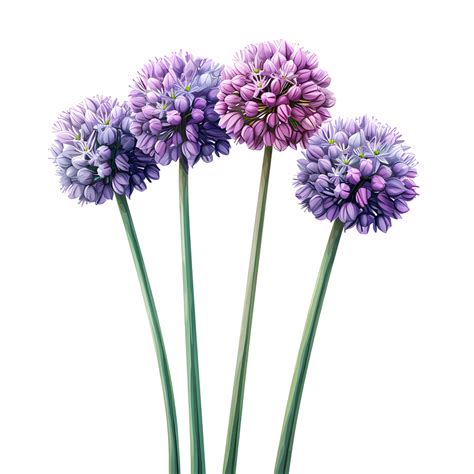 Allium Giganteum Others Png Clipart Royalty Free Svg Png