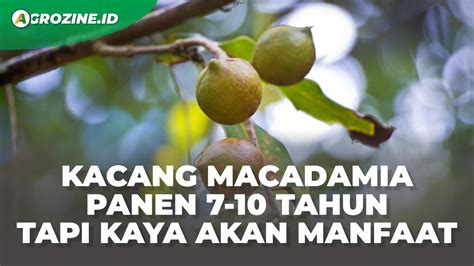 Mengenal Kacang Macadamia Proses Budidaya Dan Manfaatnya Bagi Kesehatan