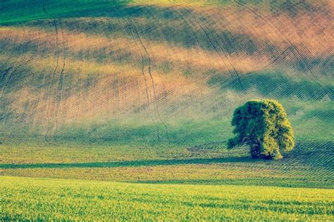 Olle Images - Free Download on Freepik