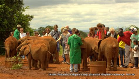 Sheldrick Elephant Orphanage, Nairobi, Kenya Tourist Information