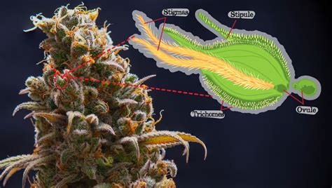 Cannabis Plants Anatomy From Seeds To Buds Benzinga