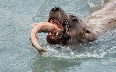 Sea Lions Discover Valdez