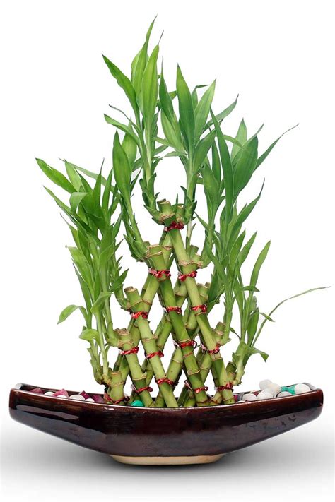 How To Grow And Care For Lucky Bamboo Houseplants Gardener S Path