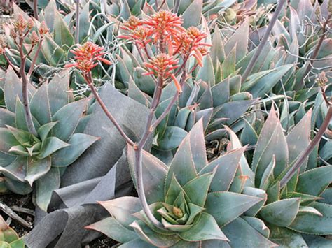 Aloe Striata Wholesale Nursery Nurseries In Melbourne Sydney