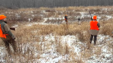 Pheasant Hunting 122016 Youtube