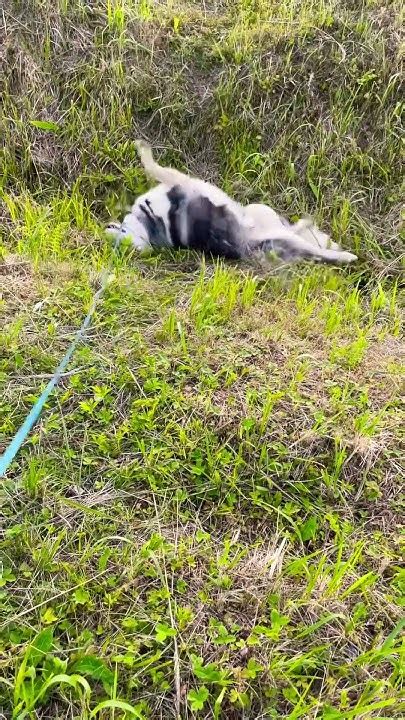 Прогулка с Арси #husky #арчи #любимка - YouTube