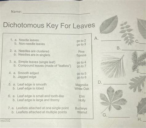 Solved Dichotomous Key For Leaves A B D G