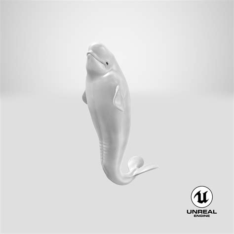 Beluga Whale Young Performance Pose 3d Model 99 3ds Blend C4d