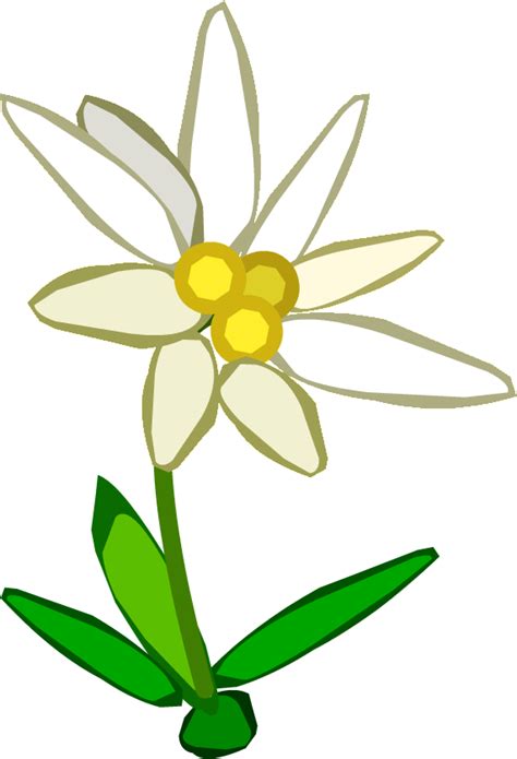 Edelweiss Png