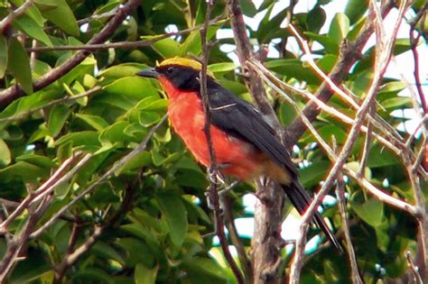 The Hornet's Nest: "An African Hornet" or Birding in the Gambia