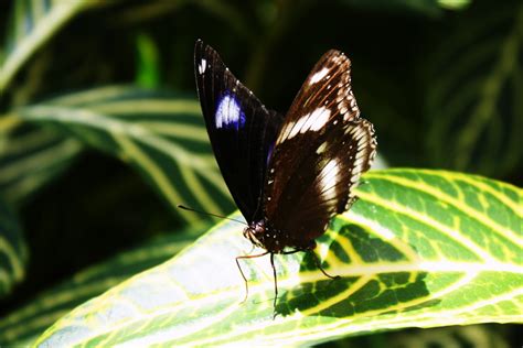 4 Lettre Words: Callaway Gardens -- Day Butterfly Center