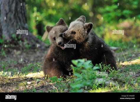 brown bear cubs playing   forest stock photo alamy