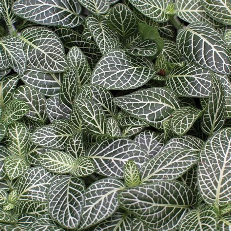 Fittonia Cm Pot Tropical Plants Uk