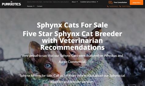 Sphynx Cat Price – syndrome-des-balkans.com