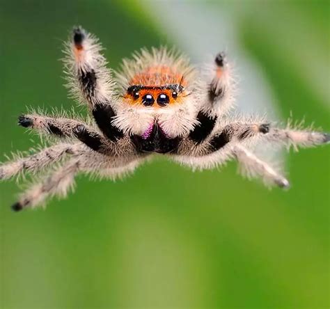 About Spiders - Canada's LOCAL Gardener magazine