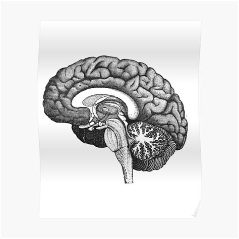 "Anatomy Brain Drawing" Poster for Sale by Gifts-Creator | Redbubble