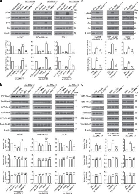 Lgmn Integrin Binding Activates Fak Src Rhoa Pathway A Western Blot