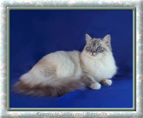 Mitted Ragdoll Cats