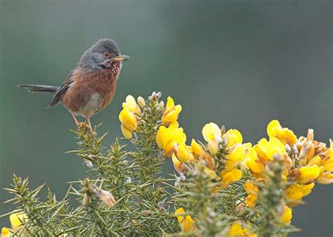 Dartford Warbler | Bird Identification Guide | Bird Spot