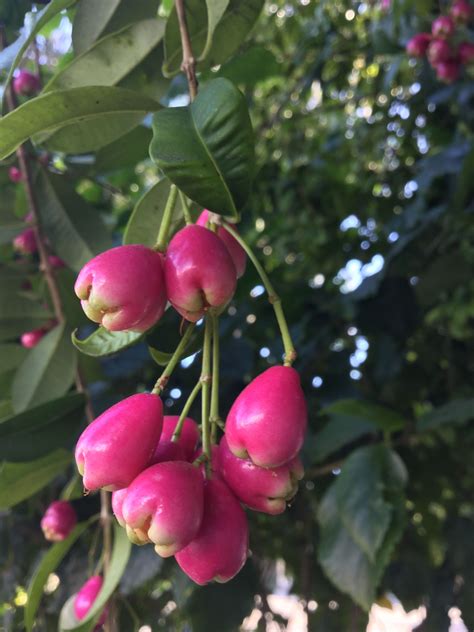 The Magenta Lilly Pilly Syzygium Paniculatum Syn Eugenia Paniculata