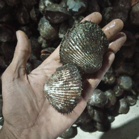 Jual Kerang Bulu Hidup Kerang Laut Seafood Hasil Laut Segar Shopee