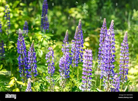 Grass Field Lupin Hi Res Stock Photography And Images Alamy