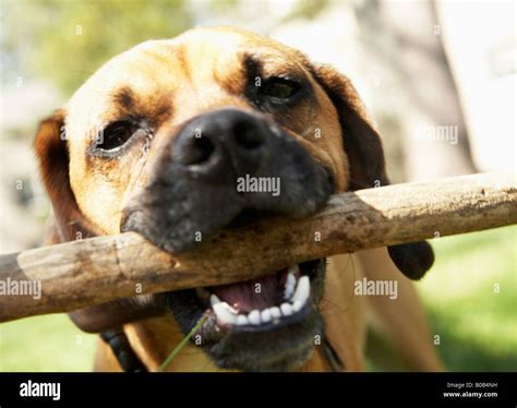 Dog Playing With Stick Stock Photo Alamy